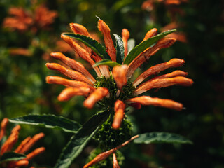 Orange flowers in the garden