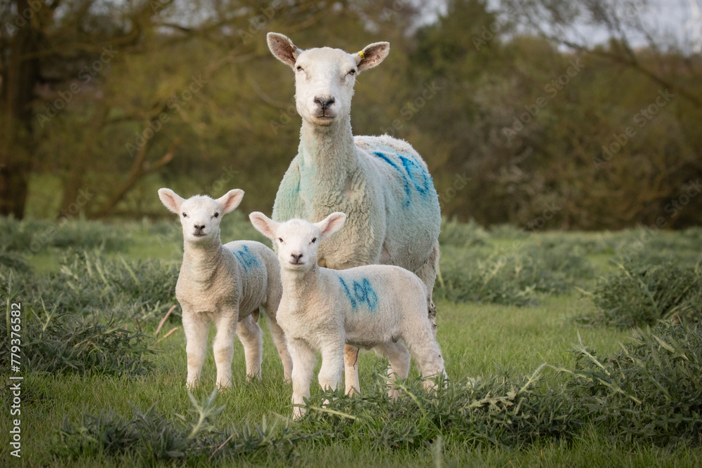 Wall mural baby lambs 