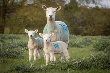 baby lambs 