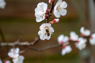 bee on white blossom of apricot tree