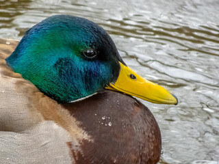 A close up to a male mallard duck. The mallard or wild duck a dabbling duck that breeds throughout...