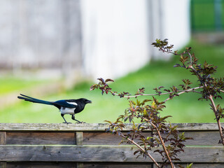 Magpie on a fence with food