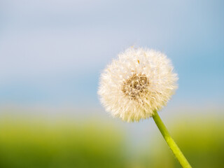 Closed Bud of a dandelion. Dandelion white flowers in green grass. High quality photo - 779381103