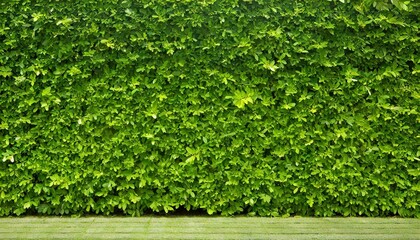 Green hedge or Green Leaves Wall