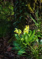 Primula veris cowslip, common cowslip, cowslip primrose a herbaceous perennial flowering plant in the primrose family Primulacea