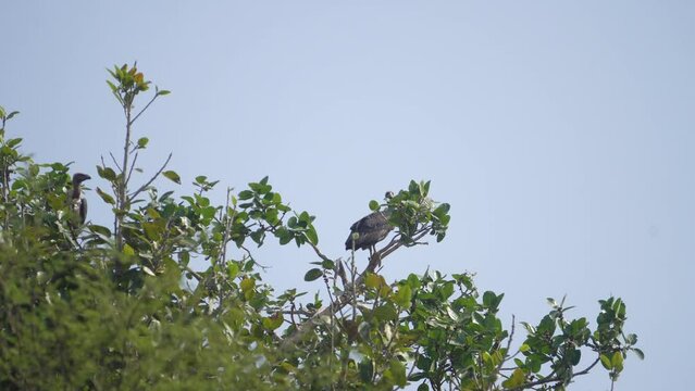 A White rumped vulture or Gyps bengalensis bird perching or resting in its nest on a tree branch in Ghatigao area of Madhya Pradesh India