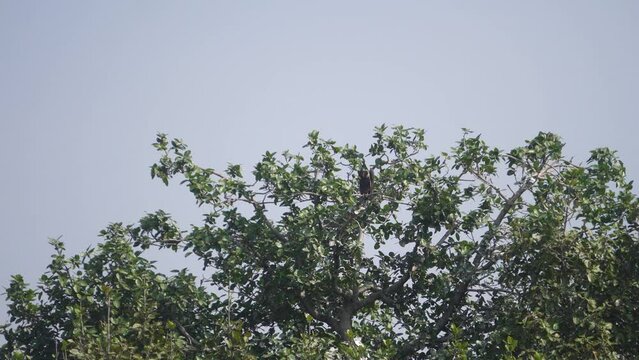 A White rumped vulture or Gyps bengalensis bird perching or resting in its nest on a tree branch in Ghatigao area of Madhya Pradesh India