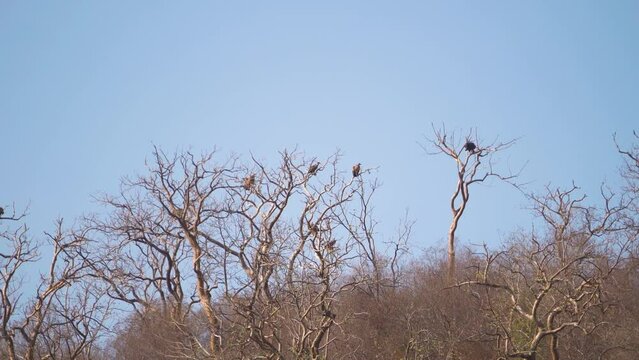 A family of White rumped vulture or Gyps bengalensis bird perching or resting in its nest on a tree branch in Ghatigao area of Madhya Pradesh India