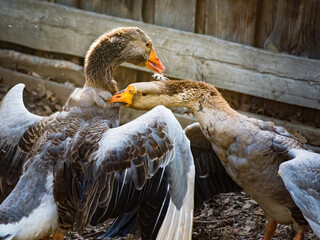 Couple fighting geese on the farm, two geese have a fierce battle on the grass of farm - 779382183