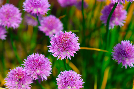 Flowering onion vegetable plant.