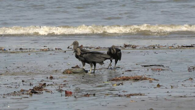 Close-up shot of a group of vultures eating on a iguana carcass at Cebaco Island