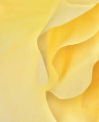Obraz premium Yellow rose flower petals. Macro flowers background for holiday design. Soft focus