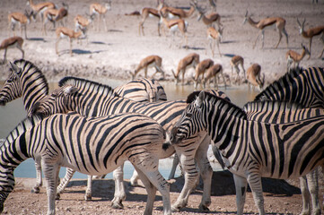 Telephoto shot of a herd of Burchell's Plains zebras -Equus quagga burchelli- standing uneasy and drinking from a waterhole in Etosha National Park, Namibia.
