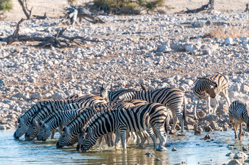 Naklejka na ściany i meble A group of Burchell's Plains zebra -Equus quagga burchelli- drinking from a waterhole on the plains of Etosha National Park, Namibia.