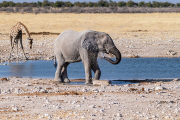 Telephoto shot of one giant African Elephant -Loxodonta Africana- an one Angolean Giraffe - Giraffa giraffa angolensis- walking near a waterhole in Etosha National Park, Namibia.