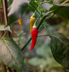 Ripe red chilies, ready to be harvested