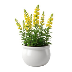 Snapdragon Flower in PNG format with transparent background