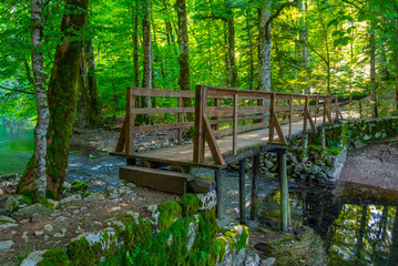 Wooden plankwalk at the Biogradska Gora national park in Montenegro