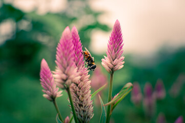 purple red flowers blooming