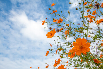 Flowers and sky cutting clouds - 779387714