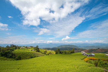 Rice terraces, local way of life - 779387729