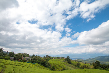 Rice terraces, local way of life - 779387737