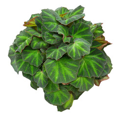 Tropical houseplant 'Begonia soli mutata' with dark green stripes isolated on transparent background - 779387933
