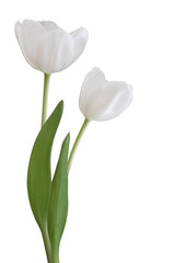 White tulips bouquet isolated on transparent background for card and decoration