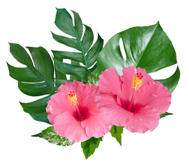 Pink Hibiscus flowers and monstera leaves in a tropical arrangement isolated on transparent...
