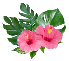 Pink Hibiscus flowers and monstera leaves in a tropical arrangement isolated on transparent background