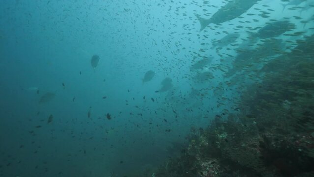 Emperor Fish And Trevallies Swimming Past
