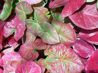 Caladium Bicolor beautiful leaves. Tropical nature colorful caladium leaves. - 779388311