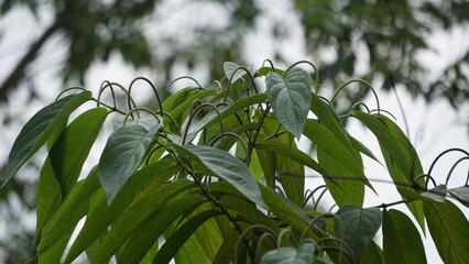 Sirih hutan (sirihan, piper aduncum, spiked pepper, spiked pepper, matico). This plant was used for...