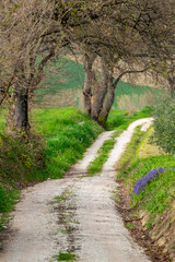 Chemin de campagne au printemps