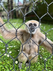 close up of a baboon