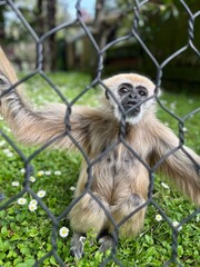 close up of a baboon