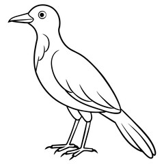    Bird vector illustration with line art.