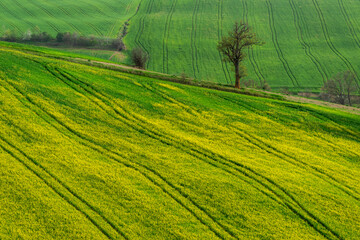 Champ de colza sur un terrain vallonn&eacute;
