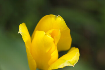 暗い背景にしっとりと華やぐ黄花チューリップ（自然光＋ストロボ、マクロ接写撮影）