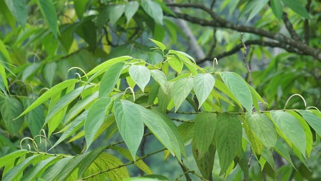 Sirih hutan (sirihan, piper aduncum, spiked pepper, spiked pepper, matico). This plant was used for stopping hemorrhages and treating ulcers