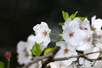 春風にそよぐ白花ソメイヨシノの花枝（自然光＋ストロボ、マクロ接写撮影）