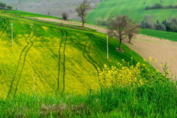 Champ de colza sur un terrain vallonné