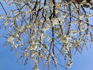 The natural appearance of a cherry blossom tree in the spring