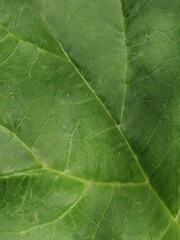 Grüner Hintergrund Blattstrukturen - Textur Design Vorlage