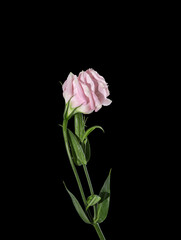 pink flower isolated on black