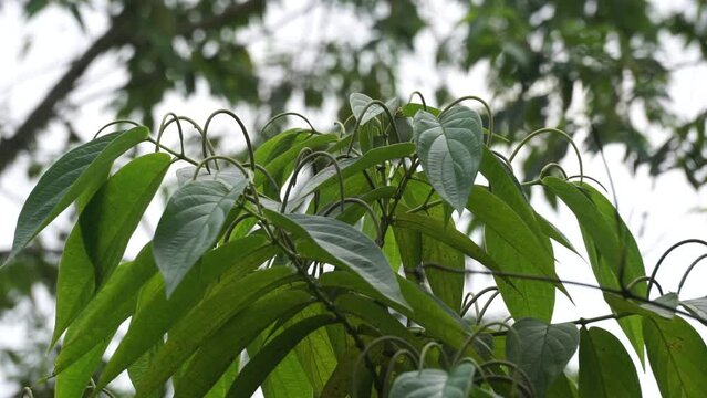 Sirih hutan (sirihan, piper aduncum, spiked pepper, spiked pepper, matico). This plant was used for stopping hemorrhages and treating ulcers