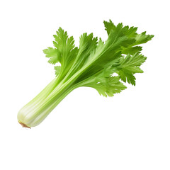 Fresh celery isolated on white background with clipping path