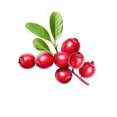 Red currant berry with leaf isolated on white background with clipping path