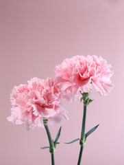 Mother's Day flowers pink carnations