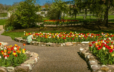 View of beautiful flowerbeds with blooming colorful tulips in Midwestern park with figure of little girl smelling flowers in spring
